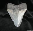 Giant Inch Megalodon Tooth With Stand #728-2